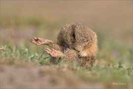 <p>SYSEL OBECNÝ (Spermophilus citellus) --- /European ground squirrel - Europäisches Ziesel/</p>